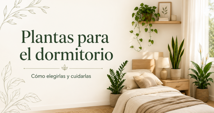 Plantas para el dormitorio: cuáles elegir y cómo cuidarlas
