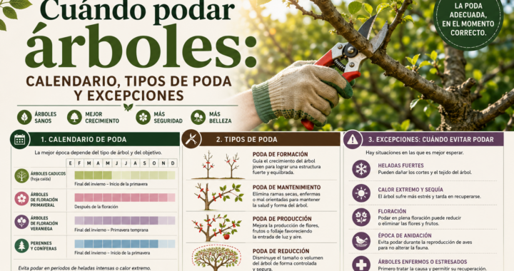 Cuándo podar árboles: calendario, tipos de poda y excepciones